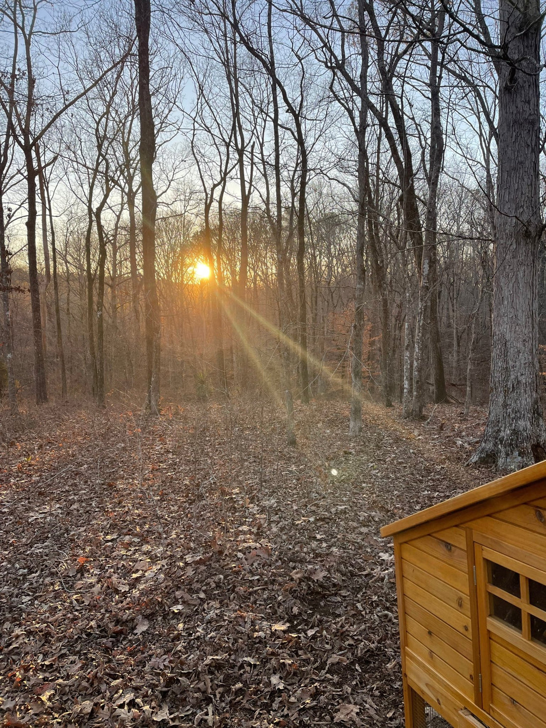 Embracing the Chaos: Our Unfiltered Journey Farm life farming is a way of life pastured life farms - The MF Farmstead