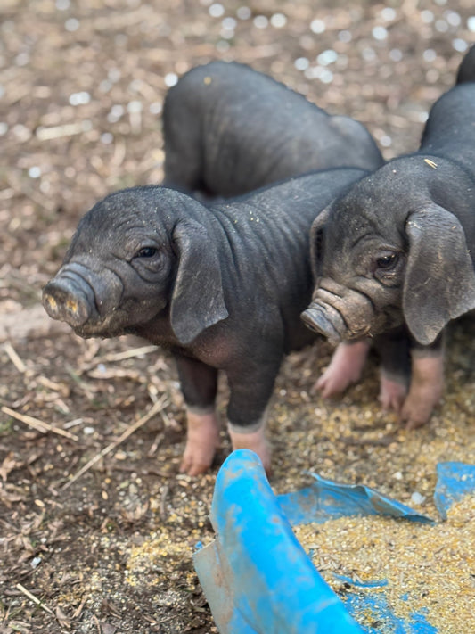 Barrow Feeder - The MF Farmstead