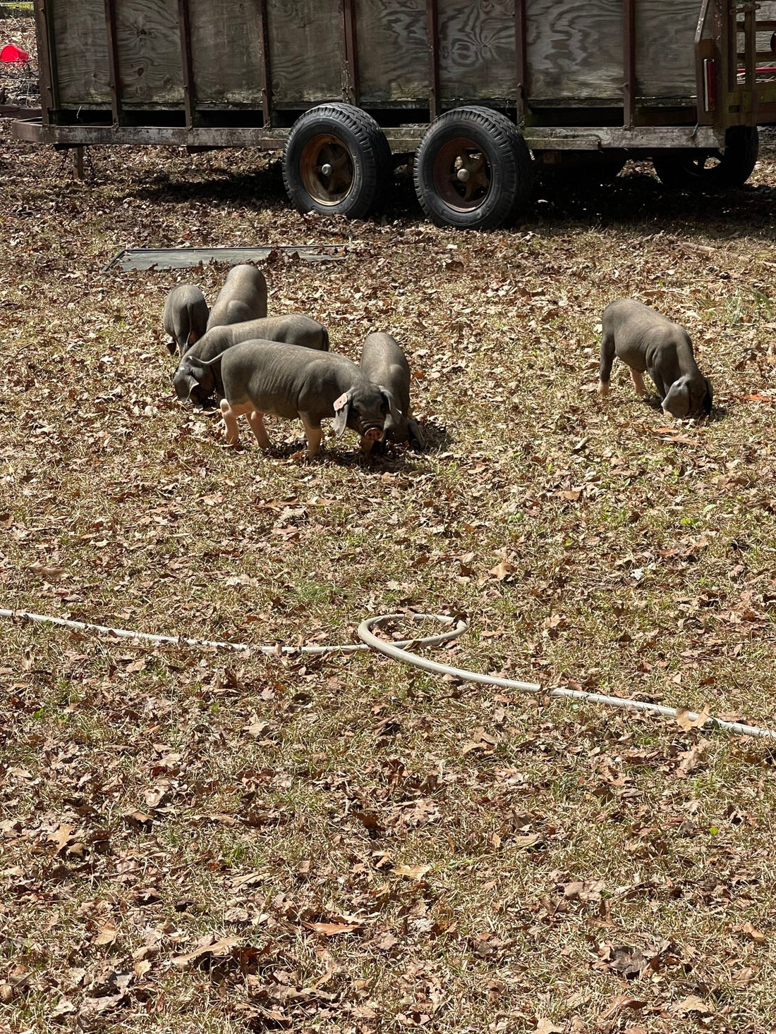 Introducing Our New Meishan Pigs - The MF Farmstead