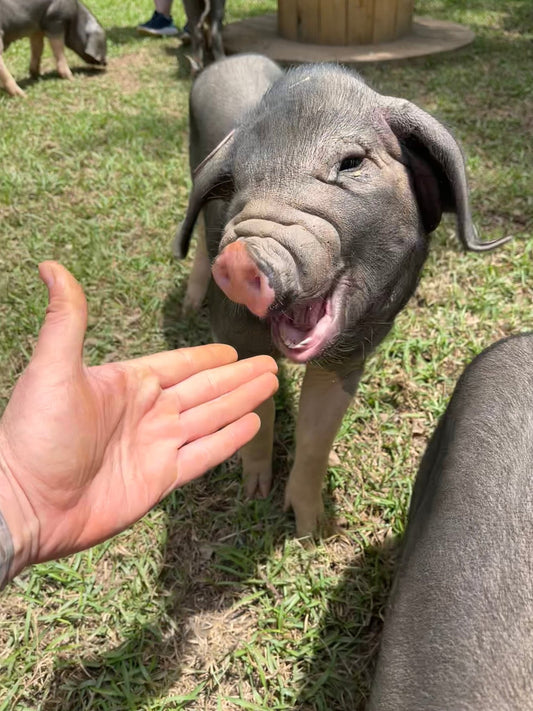 Pastured Meishan Pork - The MF Farmstead