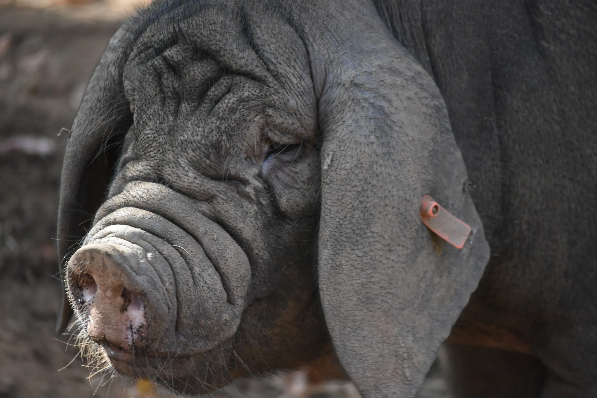 Close-up of a meishan pig's face with a visible ear tag.